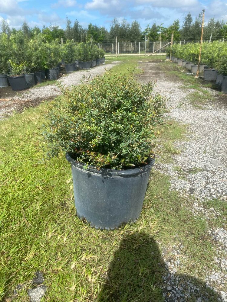 ilex-vomitoria-schillings-yaupon-holly-ilex-vomitoria-stokes-dwarf