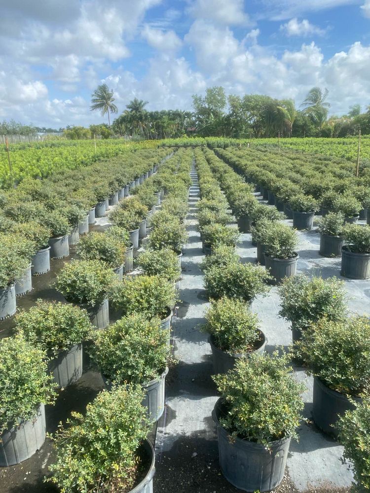 ilex-vomitoria-schillings-yaupon-holly-ilex-vomitoria-stokes-dwarf