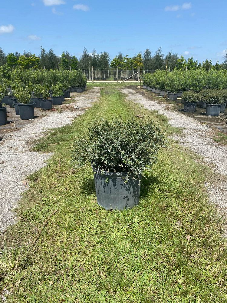 ilex-vomitoria-schillings-yaupon-holly-ilex-vomitoria-stokes-dwarf