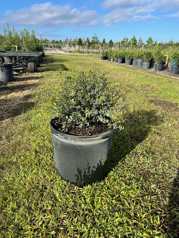 ilex-vomitoria-schillings-yaupon-holly-ilex-vomitoria-stokes-dwarf