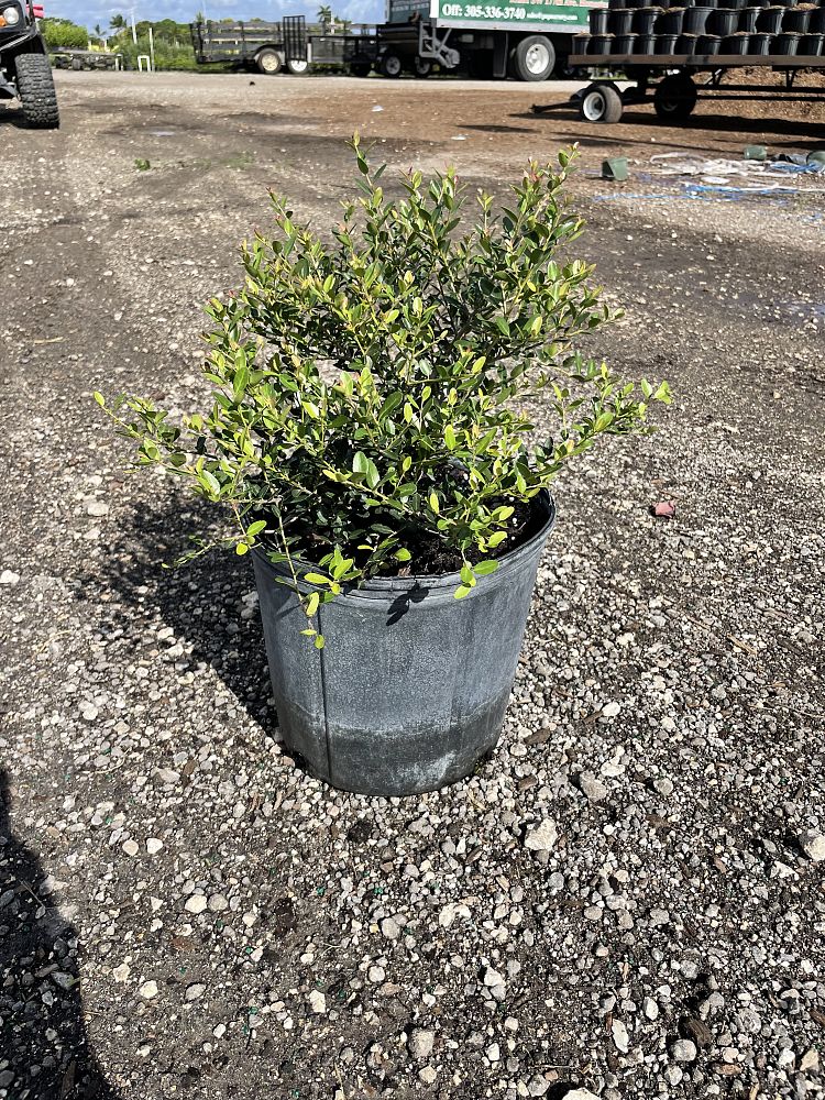 ilex-vomitoria-schillings-yaupon-holly-ilex-vomitoria-stokes-dwarf