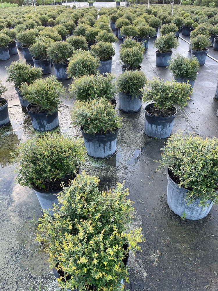 ilex-vomitoria-schillings-yaupon-holly-ilex-vomitoria-stokes-dwarf