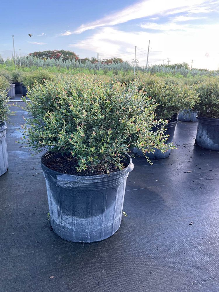 ilex-vomitoria-schillings-yaupon-holly-ilex-vomitoria-stokes-dwarf