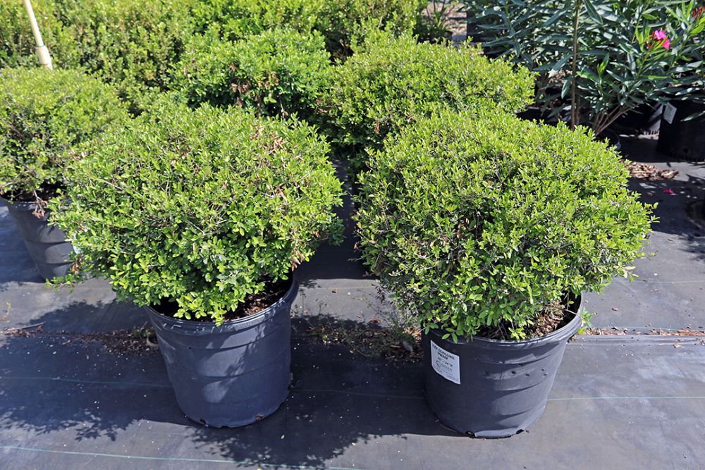 ilex-vomitoria-schillings-yaupon-holly-ilex-vomitoria-stokes-dwarf