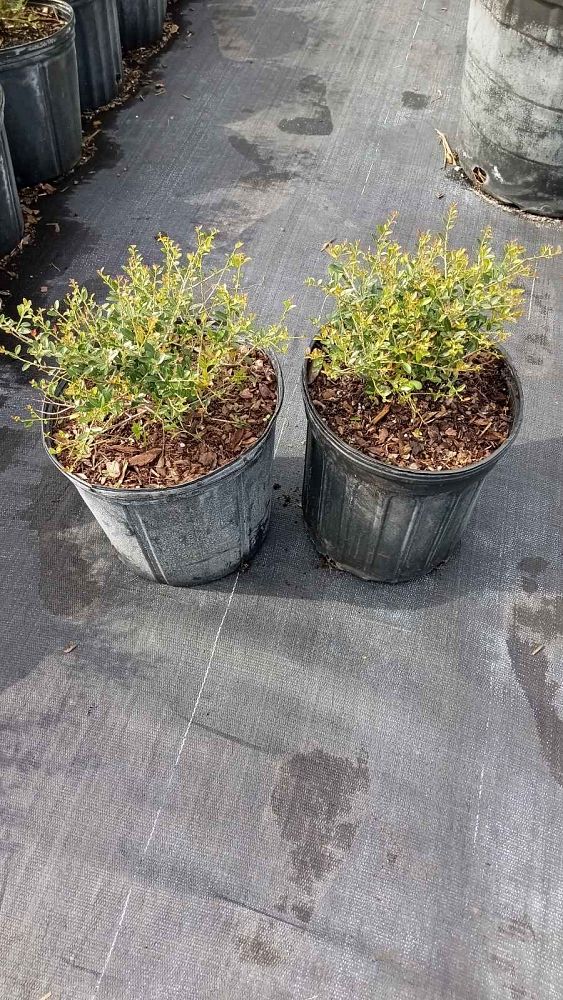 ilex-vomitoria-schillings-yaupon-holly-ilex-vomitoria-stokes-dwarf