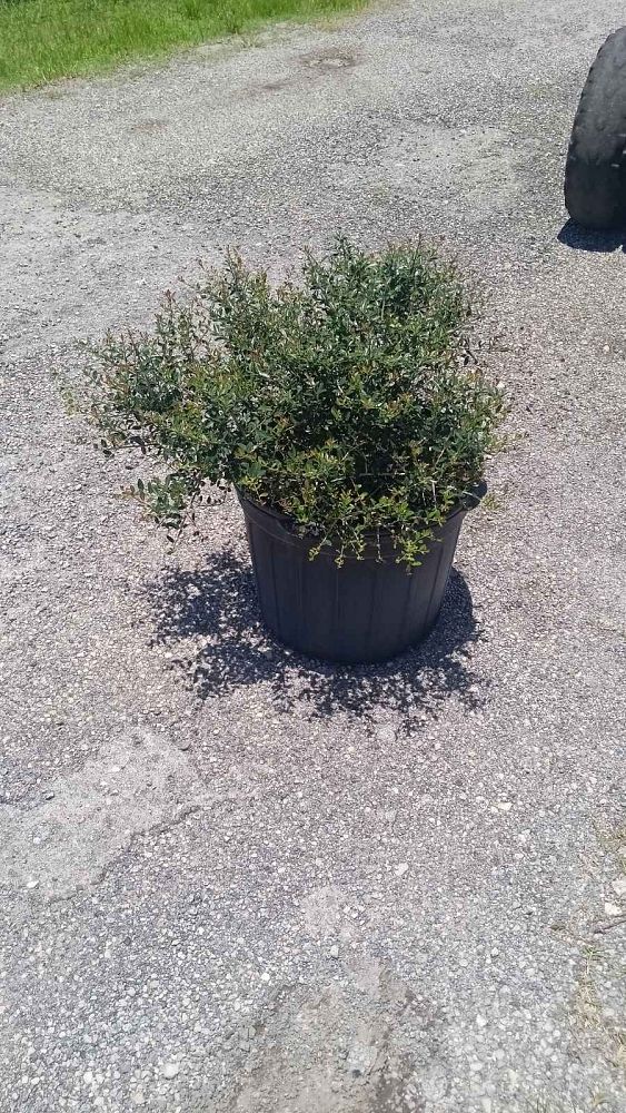 ilex-vomitoria-schillings-yaupon-holly-ilex-vomitoria-stokes-dwarf