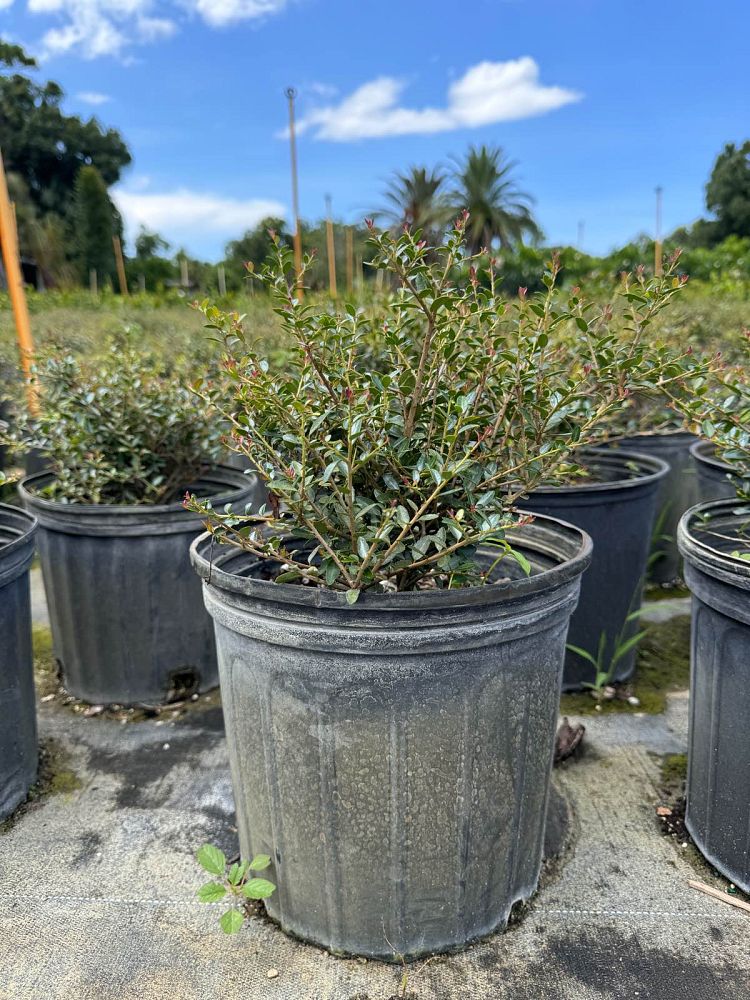ilex-vomitoria-schillings-yaupon-holly-ilex-vomitoria-stokes-dwarf