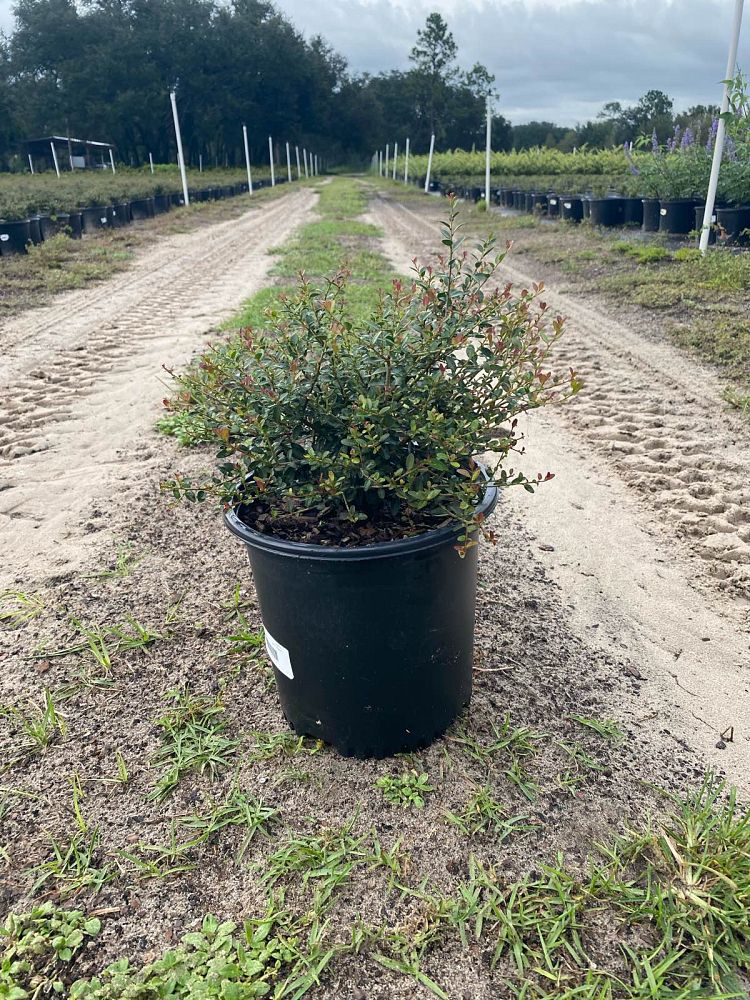 ilex-vomitoria-schillings-yaupon-holly-ilex-vomitoria-stokes-dwarf