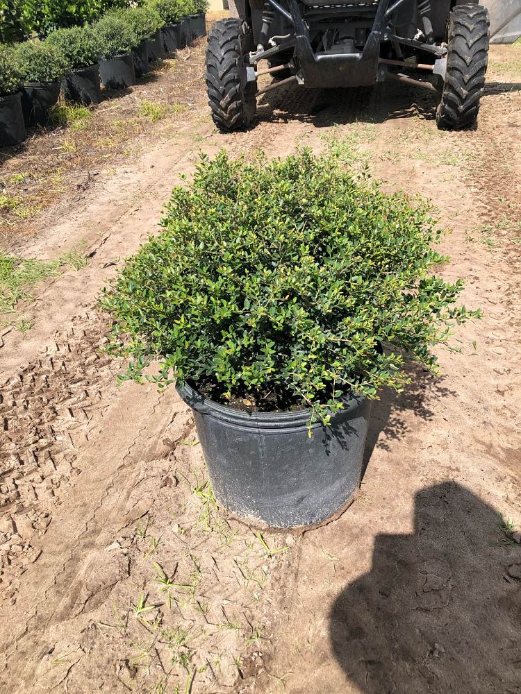 ilex-vomitoria-schillings-yaupon-holly-ilex-vomitoria-stokes-dwarf