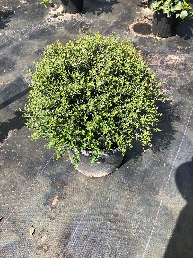 ilex-vomitoria-schillings-yaupon-holly-ilex-vomitoria-stokes-dwarf