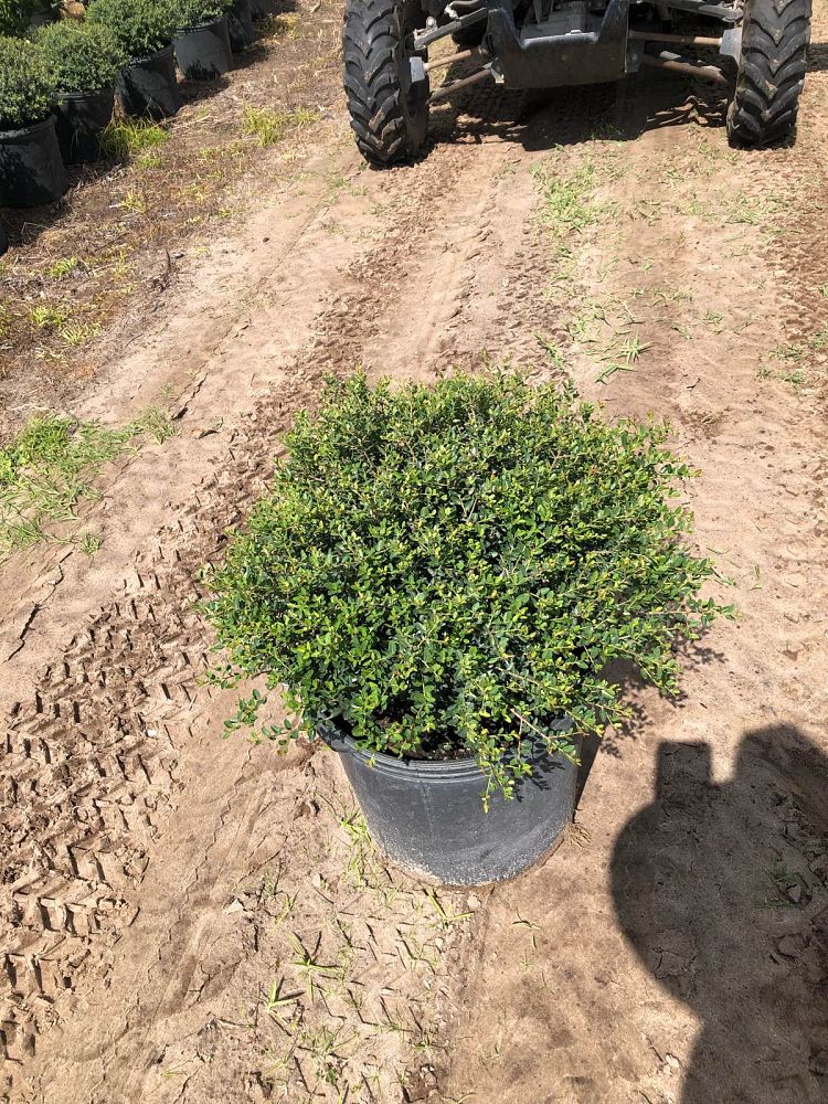 ilex-vomitoria-schillings-yaupon-holly-ilex-vomitoria-stokes-dwarf