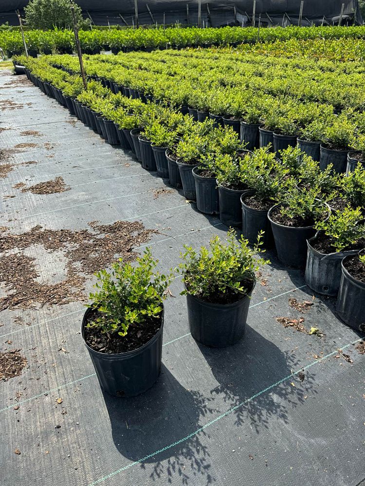 ilex-vomitoria-schillings-yaupon-holly-ilex-vomitoria-stokes-dwarf