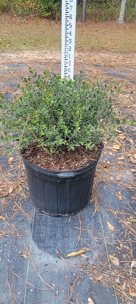 ilex-vomitoria-schillings-yaupon-holly-ilex-vomitoria-stokes-dwarf