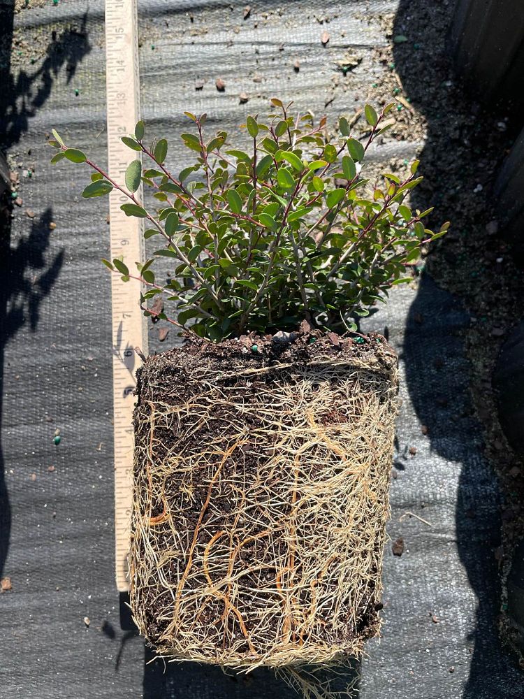 ilex-vomitoria-schillings-yaupon-holly-ilex-vomitoria-stokes-dwarf