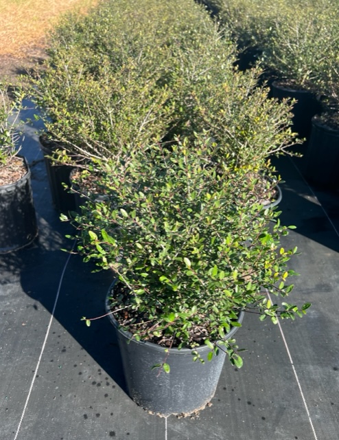 ilex-vomitoria-schillings-yaupon-holly-ilex-vomitoria-stokes-dwarf