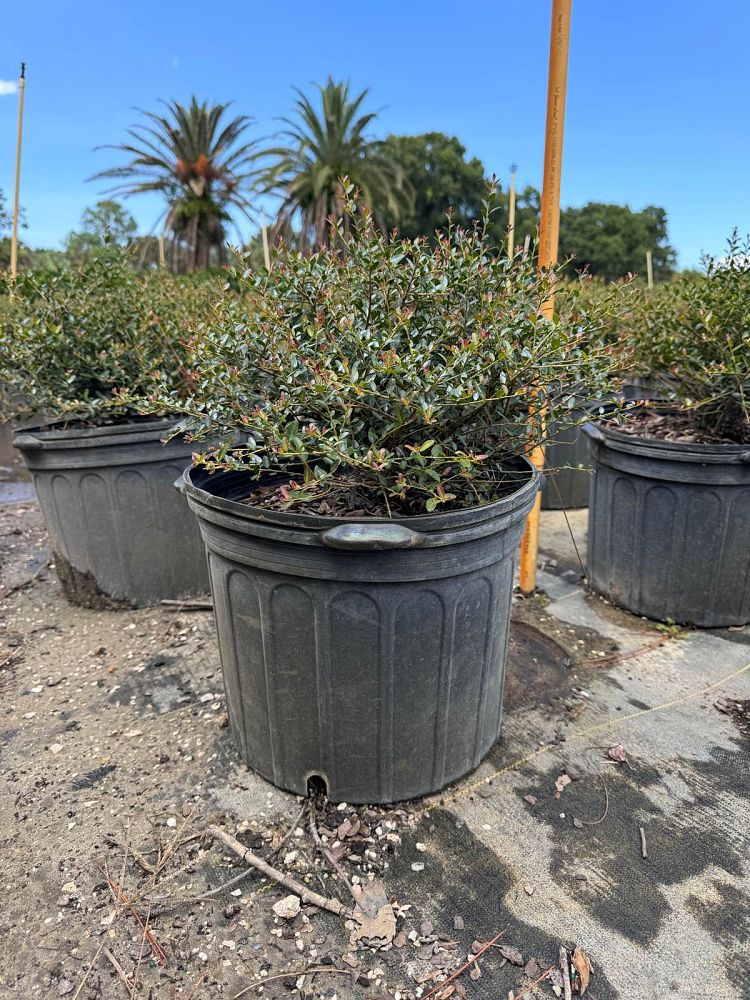 ilex-vomitoria-schillings-yaupon-holly-ilex-vomitoria-stokes-dwarf