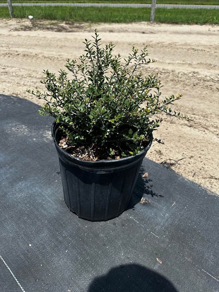 ilex-vomitoria-schillings-yaupon-holly-ilex-vomitoria-stokes-dwarf