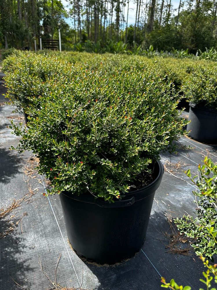 ilex-vomitoria-schillings-yaupon-holly-ilex-vomitoria-stokes-dwarf