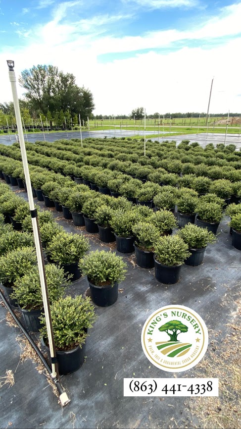ilex-vomitoria-schillings-yaupon-holly-ilex-vomitoria-stokes-dwarf