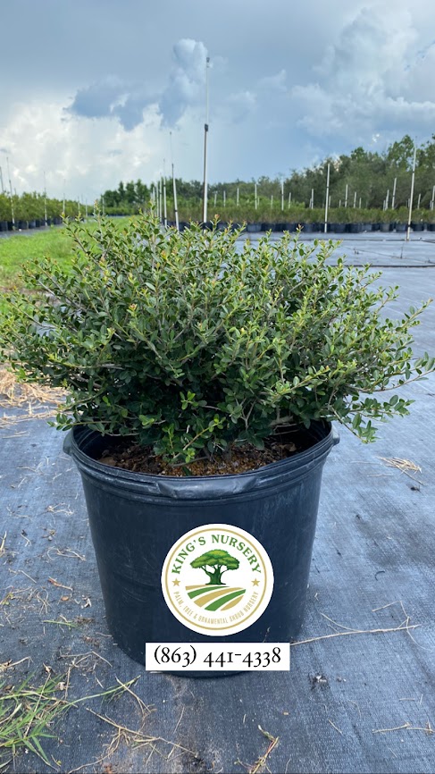 ilex-vomitoria-schillings-yaupon-holly-ilex-vomitoria-stokes-dwarf