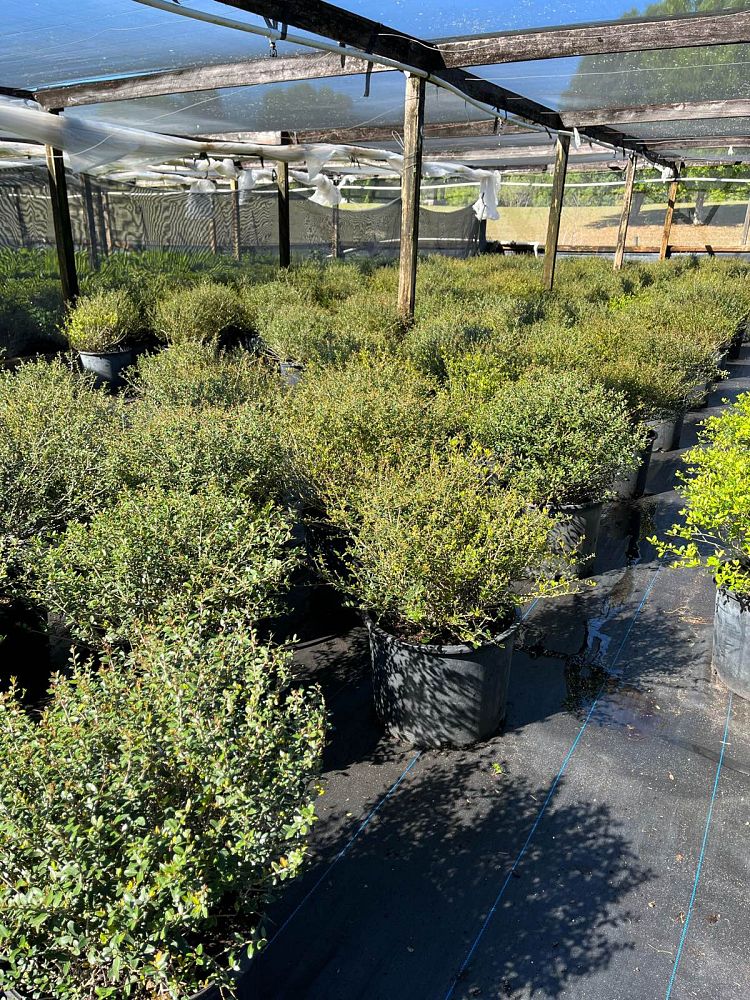 ilex-vomitoria-schillings-yaupon-holly-ilex-vomitoria-stokes-dwarf