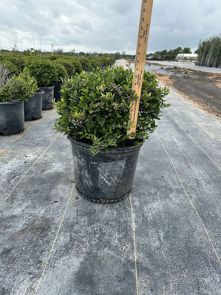 ilex-vomitoria-schillings-yaupon-holly-ilex-vomitoria-stokes-dwarf