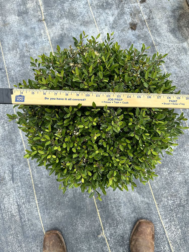 ilex-vomitoria-schillings-yaupon-holly-ilex-vomitoria-stokes-dwarf