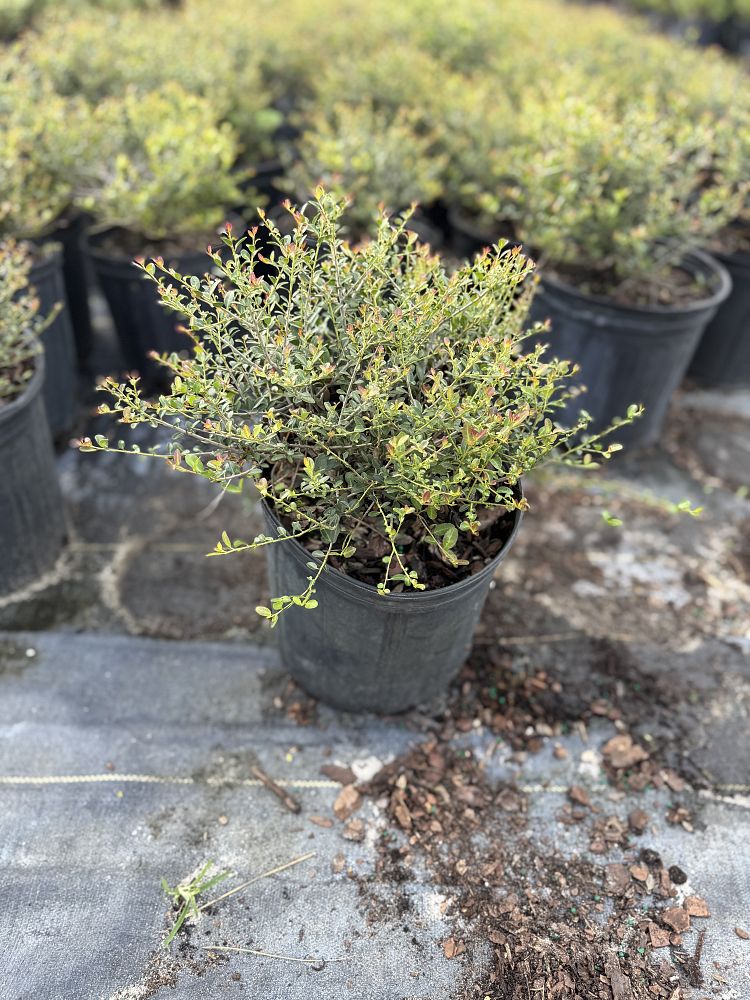 ilex-vomitoria-schillings-yaupon-holly-ilex-vomitoria-stokes-dwarf