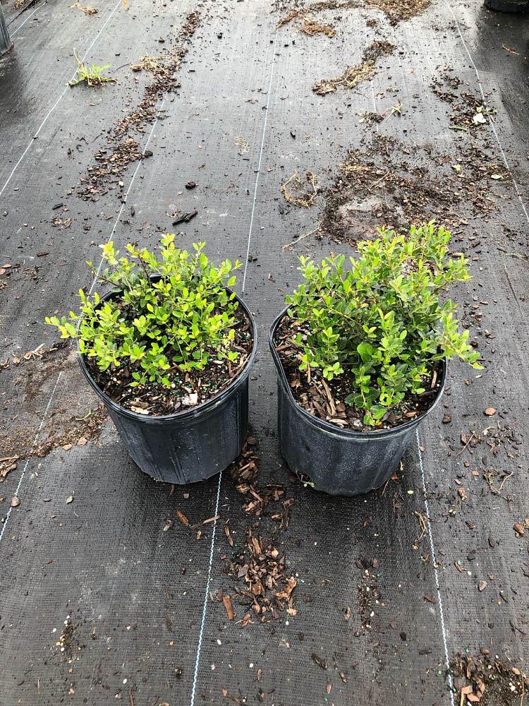 ilex-vomitoria-schillings-yaupon-holly-ilex-vomitoria-stokes-dwarf