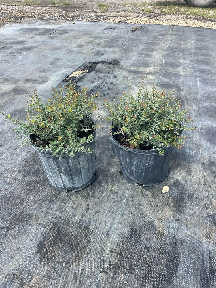 ilex-vomitoria-schillings-yaupon-holly-ilex-vomitoria-stokes-dwarf