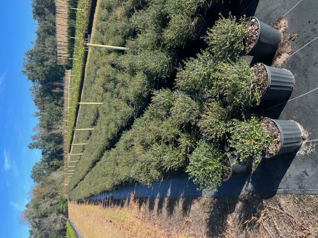 ilex-vomitoria-schillings-yaupon-holly-ilex-vomitoria-stokes-dwarf