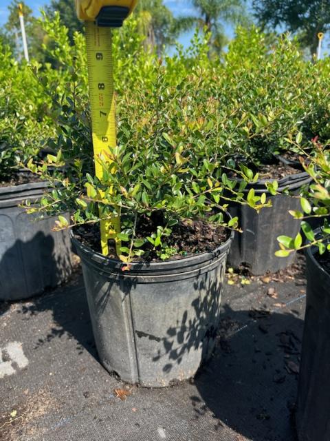 ilex-vomitoria-schillings-yaupon-holly-ilex-vomitoria-stokes-dwarf