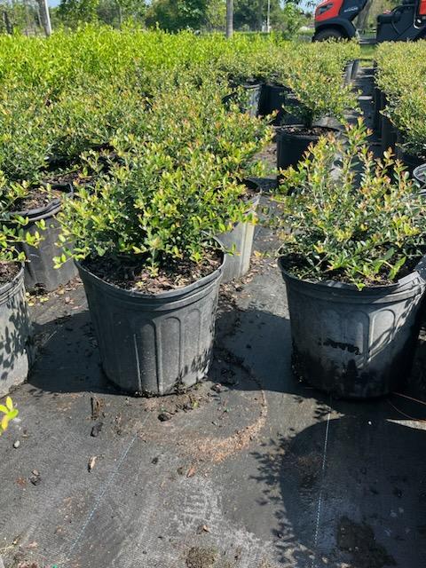 ilex-vomitoria-schillings-yaupon-holly-ilex-vomitoria-stokes-dwarf