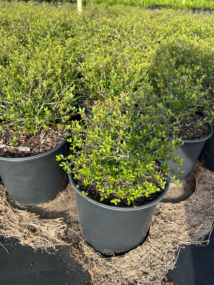 ilex-vomitoria-schillings-yaupon-holly-ilex-vomitoria-stokes-dwarf
