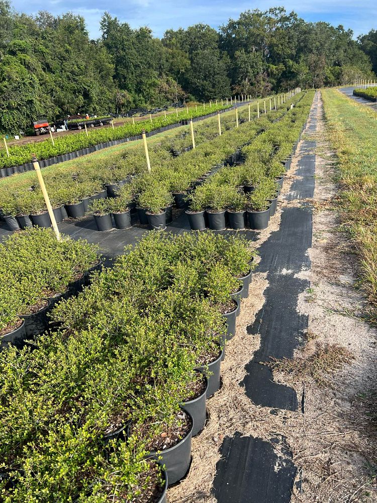 ilex-vomitoria-schillings-yaupon-holly-ilex-vomitoria-stokes-dwarf