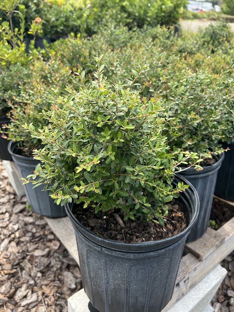 ilex-vomitoria-schillings-yaupon-holly-ilex-vomitoria-stokes-dwarf