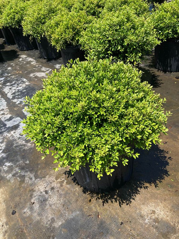 ilex-vomitoria-schillings-yaupon-holly-ilex-vomitoria-stokes-dwarf