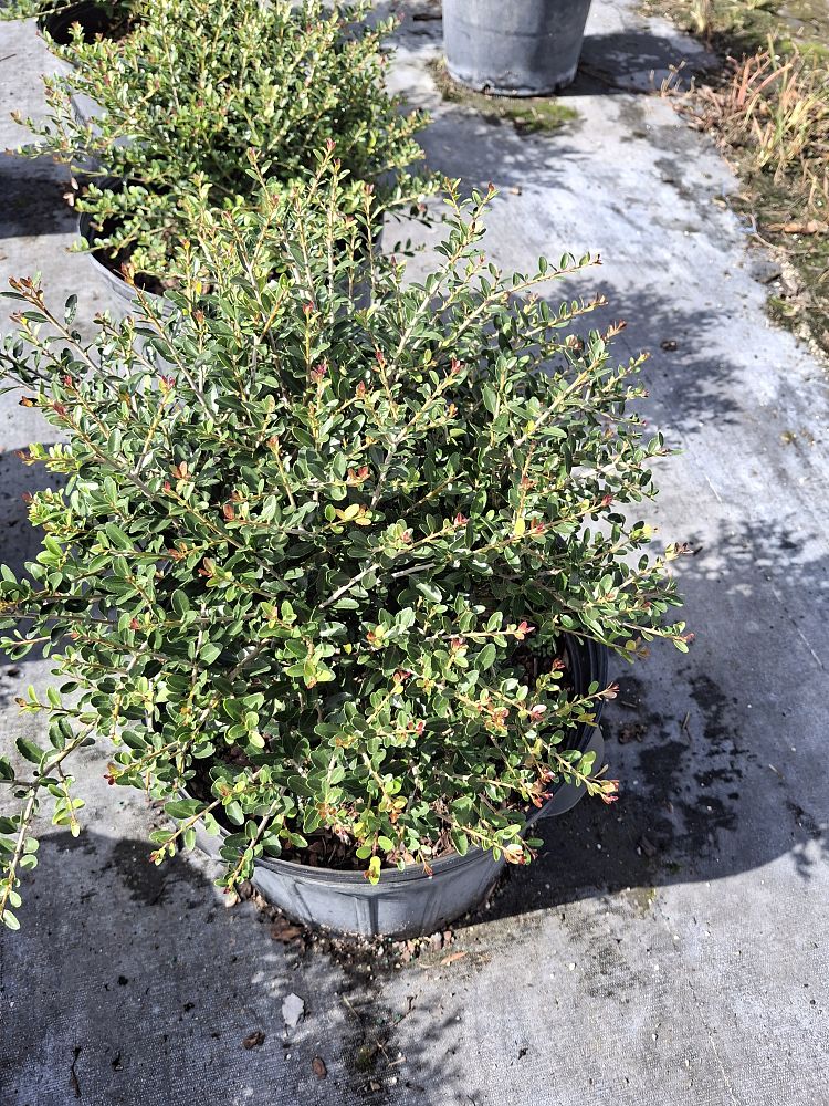 ilex-vomitoria-schillings-yaupon-holly-ilex-vomitoria-stokes-dwarf