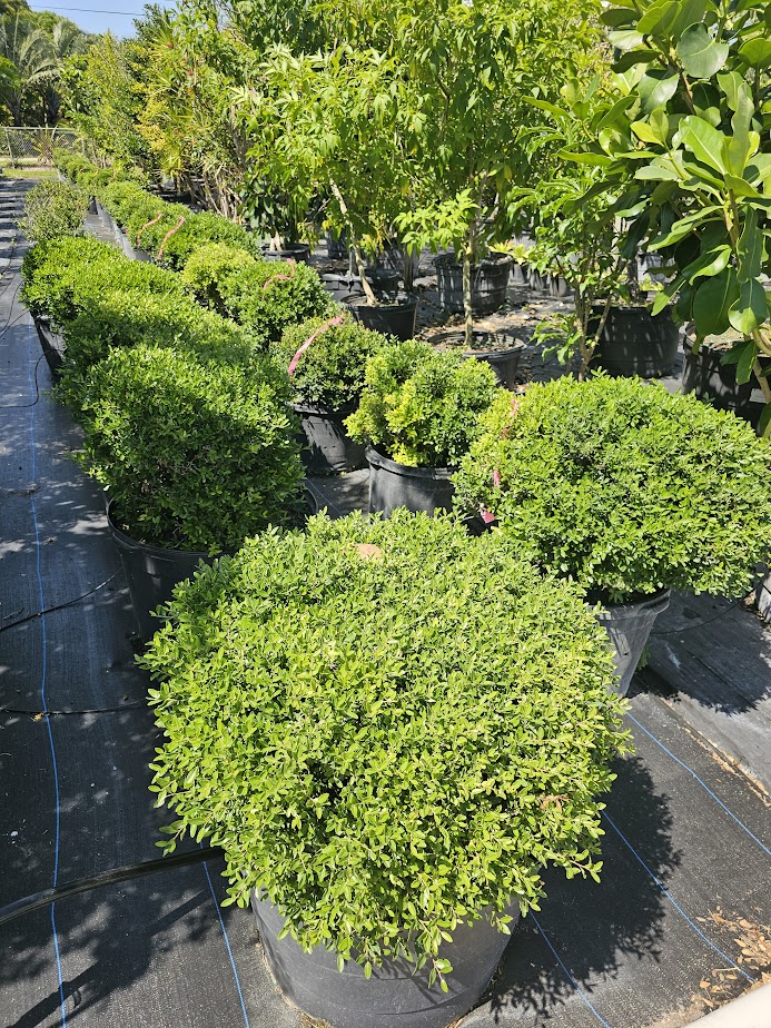 ilex-vomitoria-schillings-yaupon-holly-ilex-vomitoria-stokes-dwarf
