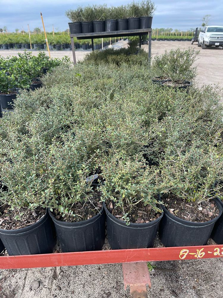 ilex-vomitoria-schillings-yaupon-holly-ilex-vomitoria-stokes-dwarf
