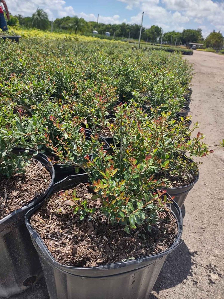 ilex-vomitoria-schillings-yaupon-holly-ilex-vomitoria-stokes-dwarf