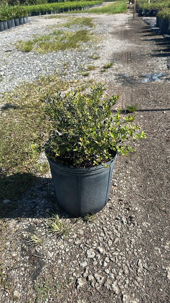 ilex-vomitoria-schillings-yaupon-holly-ilex-vomitoria-stokes-dwarf