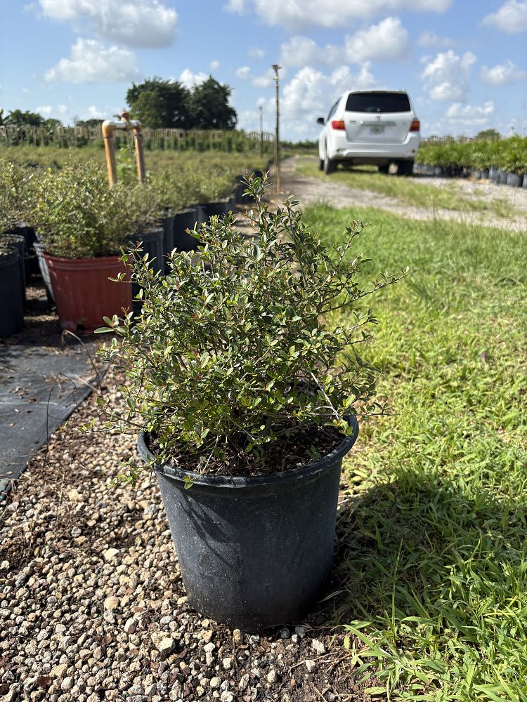 ilex-vomitoria-schillings-yaupon-holly-ilex-vomitoria-stokes-dwarf