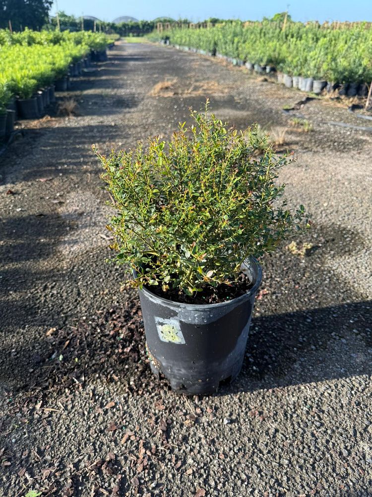 ilex-vomitoria-schillings-yaupon-holly-ilex-vomitoria-stokes-dwarf
