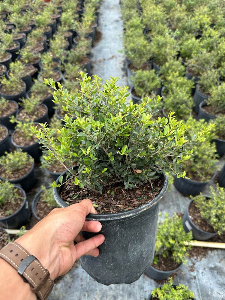ilex-vomitoria-schillings-yaupon-holly-ilex-vomitoria-stokes-dwarf
