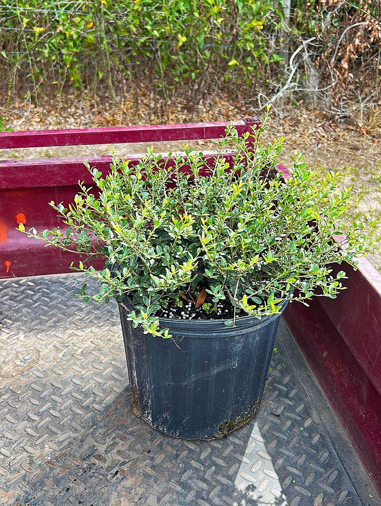 ilex-vomitoria-schillings-yaupon-holly-ilex-vomitoria-stokes-dwarf