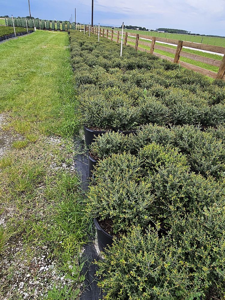 ilex-vomitoria-schillings-yaupon-holly-ilex-vomitoria-stokes-dwarf
