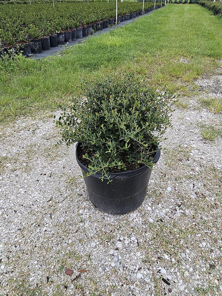ilex-vomitoria-schillings-yaupon-holly-ilex-vomitoria-stokes-dwarf