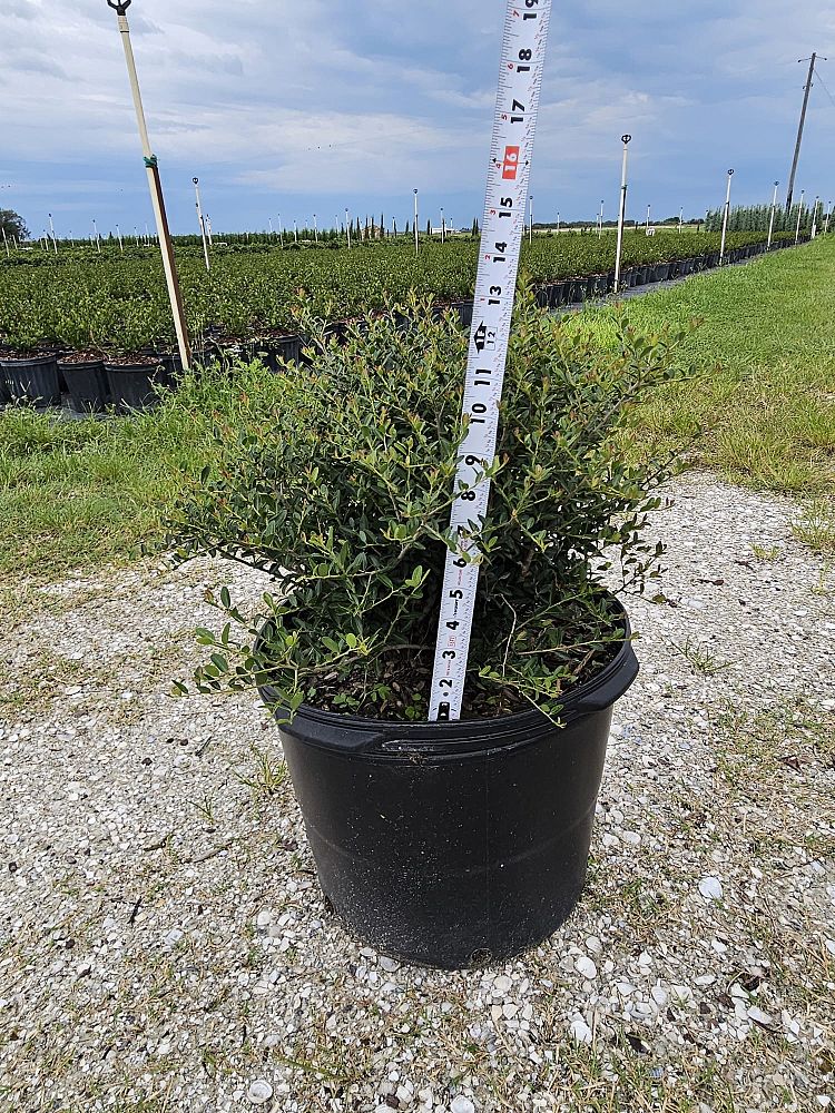 ilex-vomitoria-schillings-yaupon-holly-ilex-vomitoria-stokes-dwarf