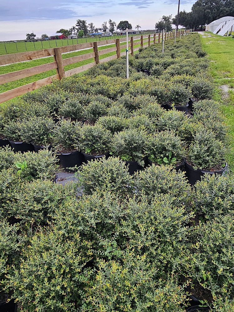 ilex-vomitoria-schillings-yaupon-holly-ilex-vomitoria-stokes-dwarf